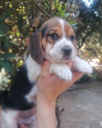 Cuccioli beagle