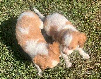 Cuccioli cavalier king meticci