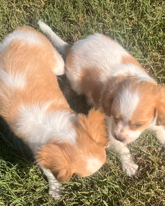Cuccioli cavalier king meticci
