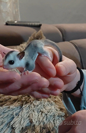 Petauri dello zucchero