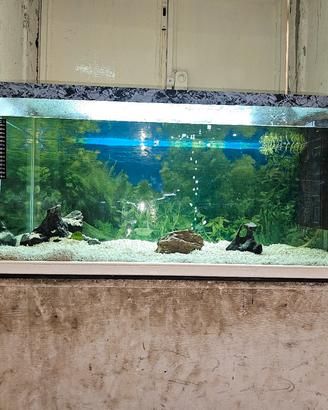 acquario 150 litri 