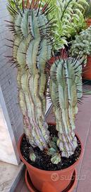 Grande vaso con piante di Euphorbia Horrida