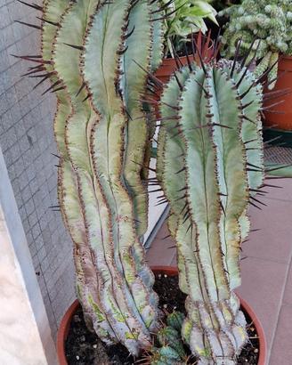 Grande vaso con piante di Euphorbia Horrida