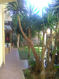 Unica casa in centro con giardino