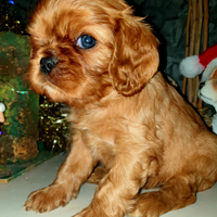 Cuccioli di Cavalier King Ruby con pedigree