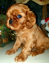 Cuccioli di Cavalier King Ruby con pedigree