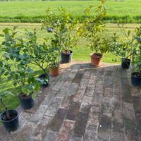 Piante limone