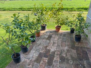 Piante limone