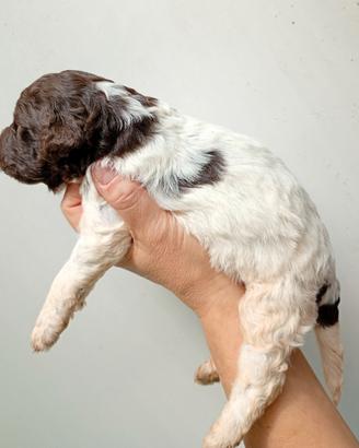 Lagotto romagnolo