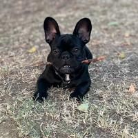 Prince, bulldog francese, 5 anni