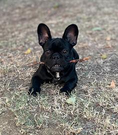 Prince, bulldog francese, 5 anni