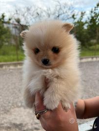 Spitz pomerania mini toy