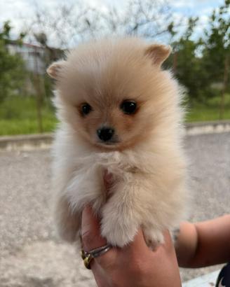 Spitz pomerania mini toy