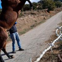 Cavallo andaluso