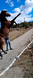 Cavallo andaluso