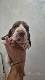 cuccioli di bracco italiano 