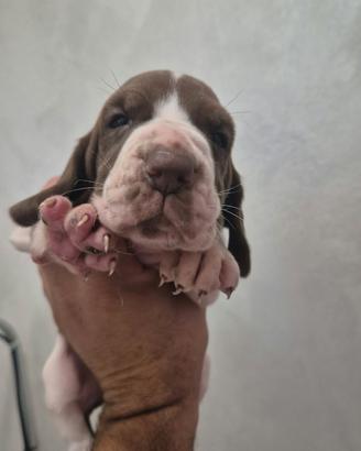 cuccioli di bracco italiano 
