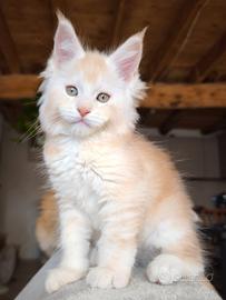 Maine coon