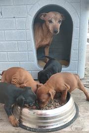 Cuccioli puri di Zwergpinscher/Pinscher nano