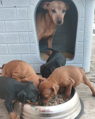 Cuccioli puri di Zwergpinscher/Pinscher nano
