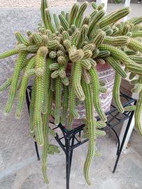 pianta succulenta cadente 