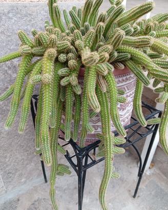 pianta succulenta cadente 