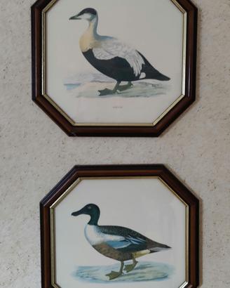 Due quadretti con pennuti.