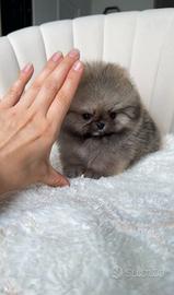 Spitz nano / Pomerania mini