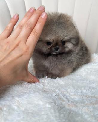 Spitz nano / Pomerania mini
