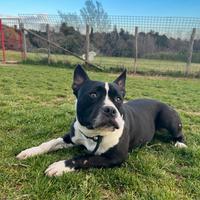 Dexter derivato amstaff