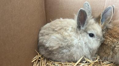 Conigli nani testa di leone