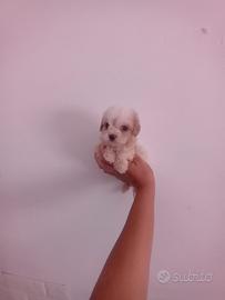 Cucciole di maltipoo mini toy