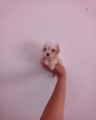 Cucciole di maltipoo mini toy