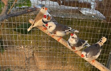 Diamantini mandarini