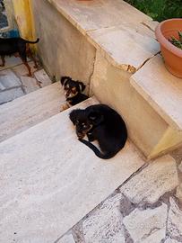 Cuccioli meticci