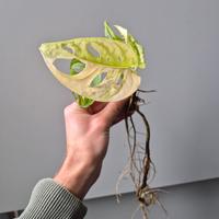 Monstera Adansonii Variegata 
