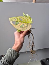Monstera Adansonii Variegata 