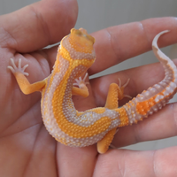 Geco leopardino