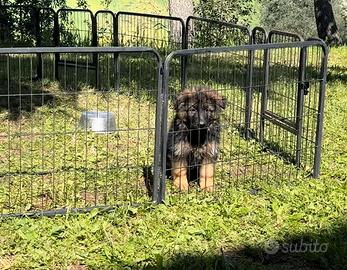 Cucciolo pastore tedesco