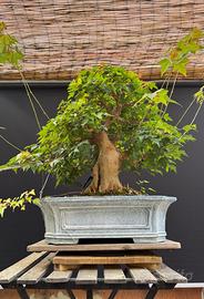 Bonsai acero tridente (VENDUTO)