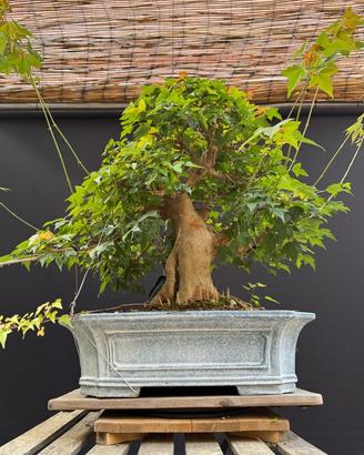 Bonsai acero tridente (VENDUTO)
