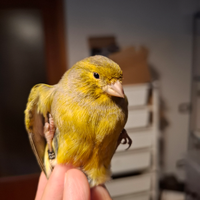 Coppia Canarini SELVATICI maschio 2025 femmin 2024