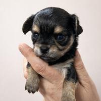 Cuccioli chihuahua