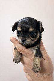 Cuccioli chihuahua