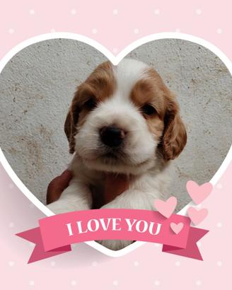 Cocker inglese
