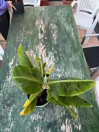 Banano Nano da Vaso (1 anno) - Foglie Maculate - S