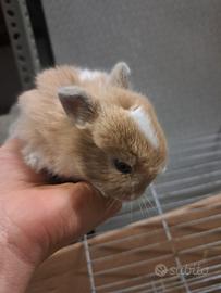 Conigli nani sta di leone