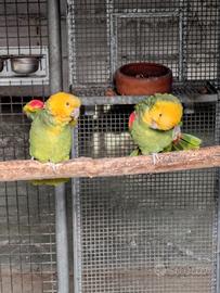Coppia amazzone oratrix ed altri pappagalli
