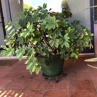 Schefflera