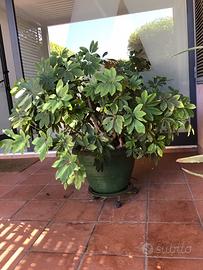 Schefflera